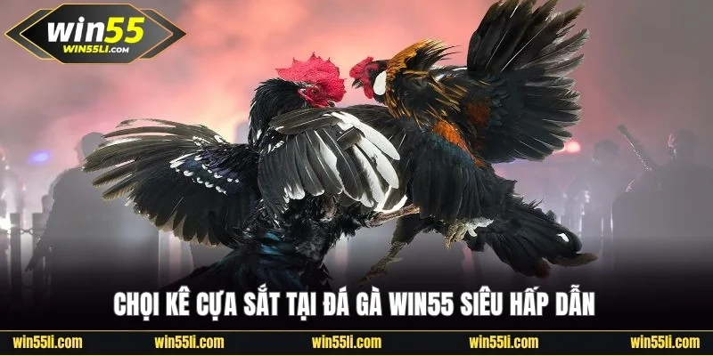 Chọi kê cựa sắt tại đá gà Win55 siêu hấp dẫn