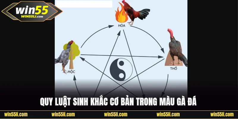 Quy luật sinh khắc cơ bản trong màu gà đá